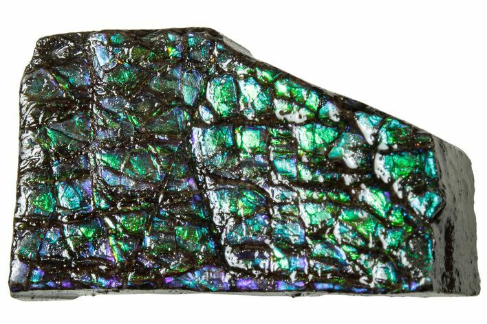 Iridescent Ammolite (Fossil Ammonite Shell) - Alberta #311337